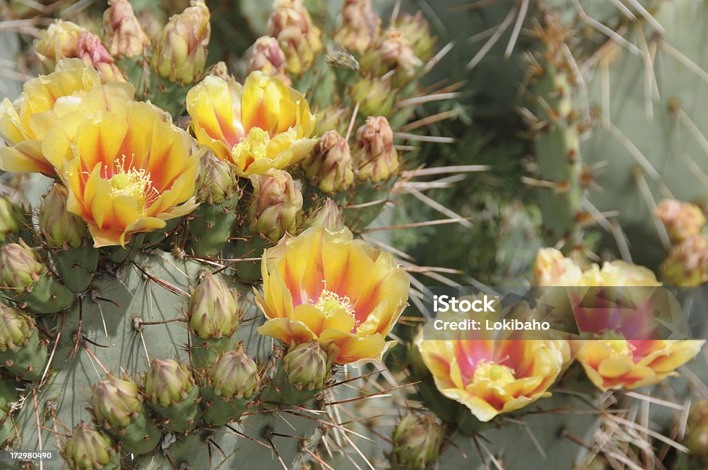Prickly Pear Cactus Flowering Arizona Stock Photo