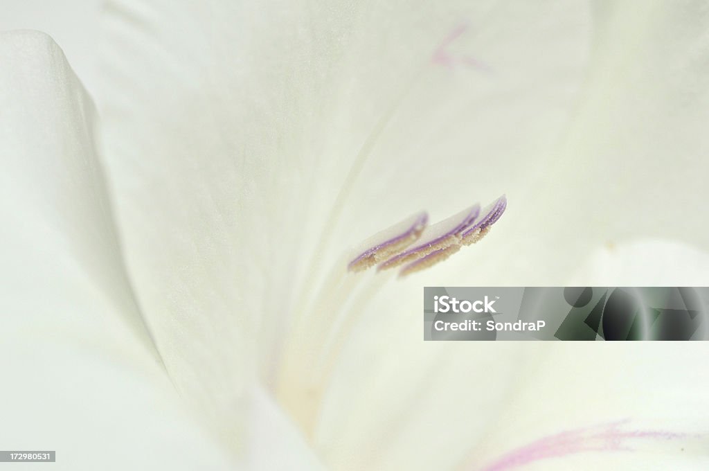 Branco puro Gladiola - Royalty-free Branco Foto de stock