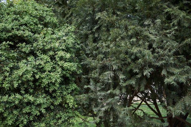 istock Taxus baccata tree close up 1729805310