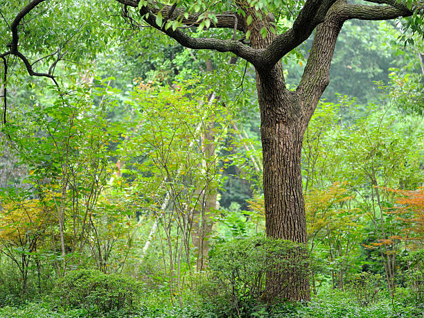 Tree in a park stock photo