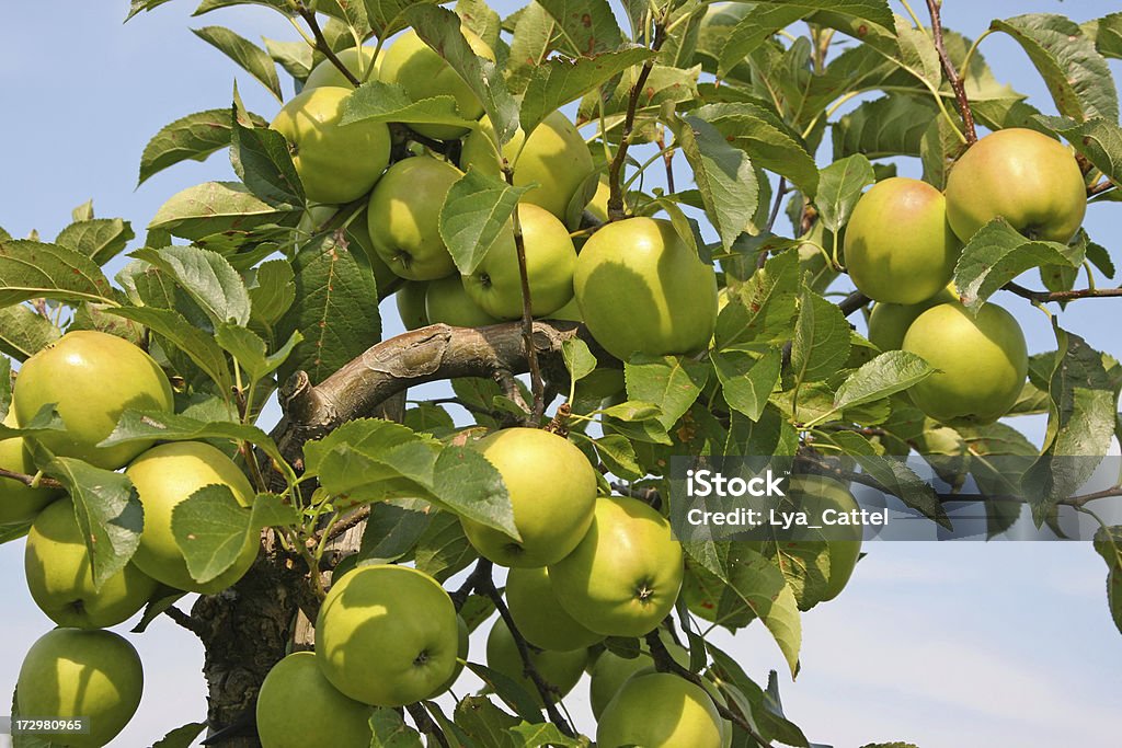 Apfelbaum-Obstgarten # 18 XL - Lizenzfrei Apfelsorte Golden Delicious Stock-Foto