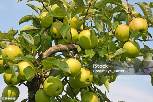 Apfelbaumobstgarten 18 Xl Stockfoto und mehr Bilder von Apfelsorte Golden Delicious - Apfelsorte Golden Delicious, Gelb, Apfel