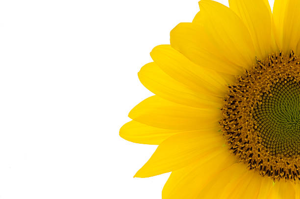 istock Close up of a Sunflower 172981294