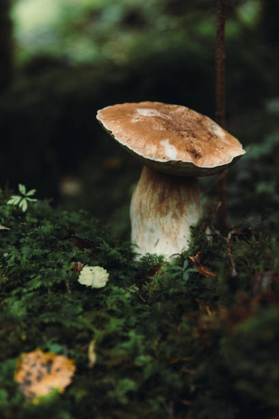 istock Autumn Wonders of Norwegian Forest 1729814833