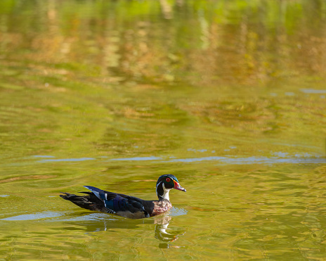 A handsome drake Wood Duck, Aix sponsa, swimming in Lost Lagoon, Stanley Park, Vancouver, BC, Canada. Cropping options and plenty of copy space.