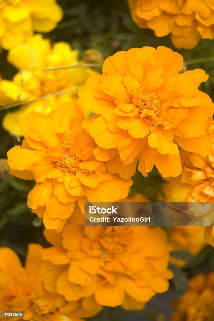 Orange Flowers Backgrounds Stock Photo