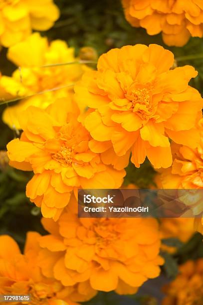 Orange Flowers Stock Photo - Download Image Now - Backgrounds, Beauty, Beauty In Nature