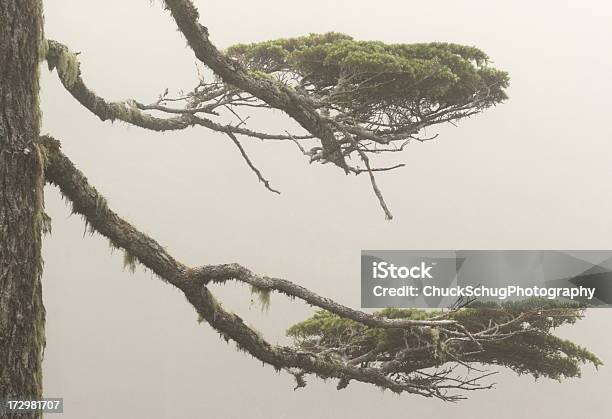 Regenwald Tree Branch Moss Nebel Stockfoto und mehr Bilder von Abgeschiedenheit - Abgeschiedenheit, Abgestorbene Pflanze, Abstrakt