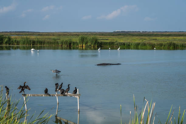 Waders, waterfowl, feeding in the natural pond at birding center in Port Aransas, Texas