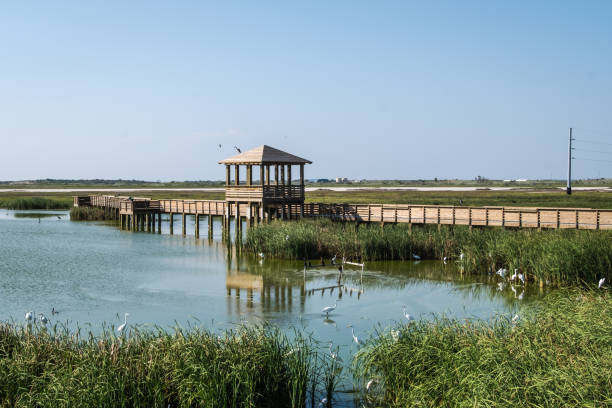 istock Port Aransas birding 1729817655