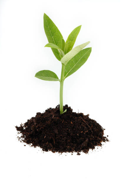 istock Small plant in black soil 172981798