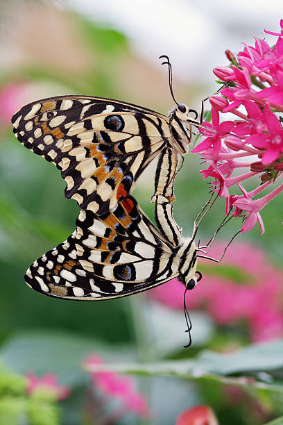 istock Almost a mirror image of butterflies in love 172981804