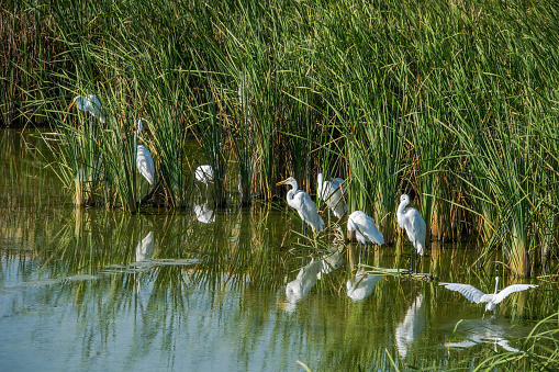 Waders, waterfowl, feeding in the natural pond at birding center in Port Aransas, Texas