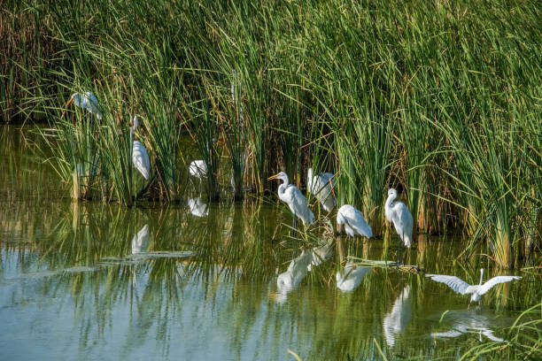 Port Aransas birding Waders, waterfowl, feeding in the natural pond at birding center in Port Aransas, Texas whooping cranes pics stock pictures, royalty-free photos & images