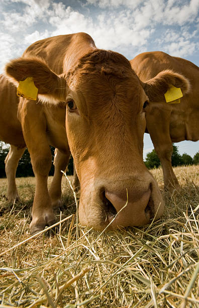 istock Close up of a cow head 172981909