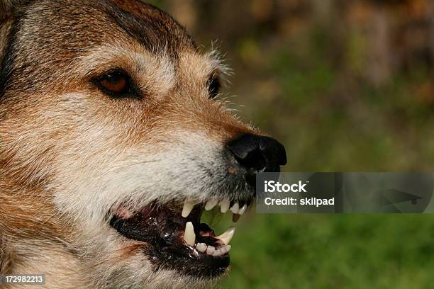 Cão Mongrel - Fotografias de stock e mais imagens de Agressão - Agressão, Animal, Animal de Estimação
