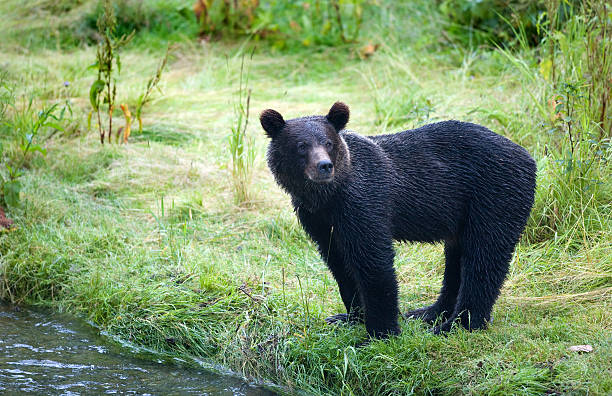 istock Young Grizzly Bear at the Creek 172982307