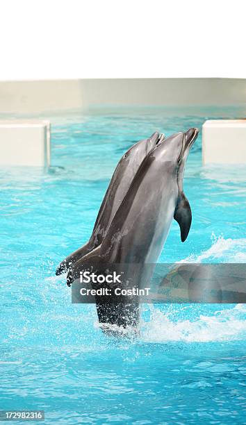 Delfiny Gry - zdjęcia stockowe i więcej obrazów Delfin - Delfin, Stan Floryda, Akwarium