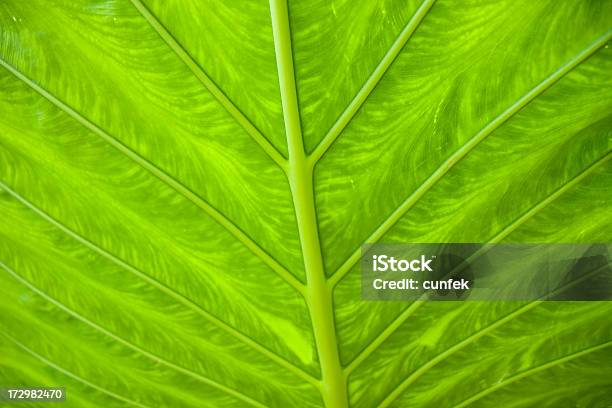 Green Leaf Stock Photo - Download Image Now - Backgrounds, Bush, Close-up