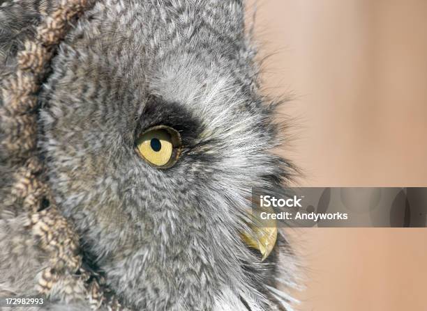 Bartkauz Strix Nebulosa Stockfoto und mehr Bilder von Bartkauz - Bartkauz, Eule, Feder