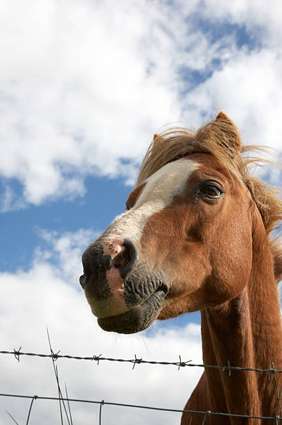 istock Horse head over wire fence from below 172983006
