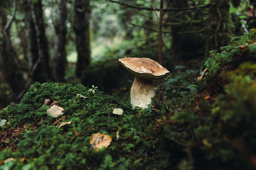 Scenic view of wild mushrooms growing in the dark green Scandinavian forest in the mountains of Norway during fall season