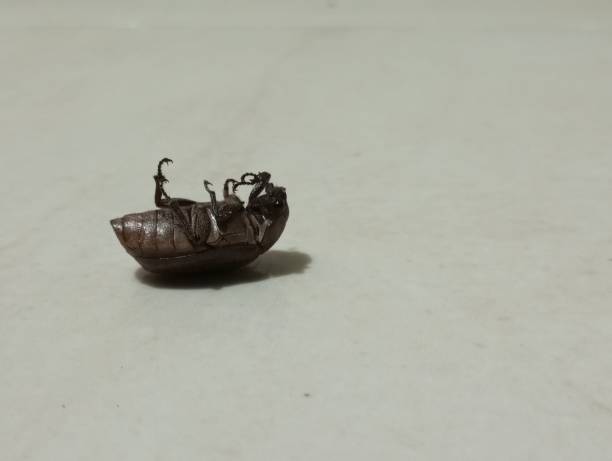horned beetle on a wooden board taken from a very close angle
