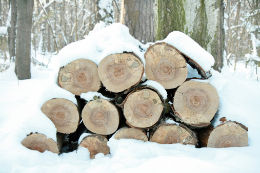 pine tree logs covered with snow