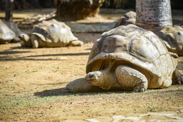 istock view of giant turtles in Mauritius 1729833731