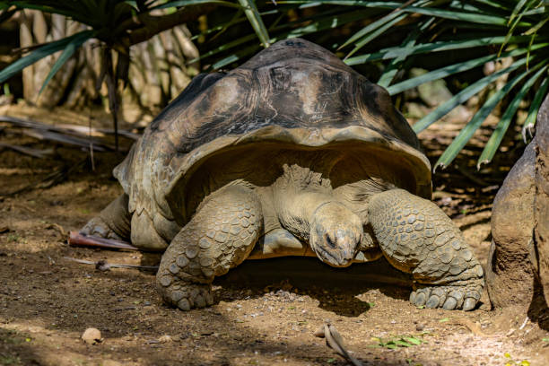 istock view of giant turtles in Mauritius 1729833732