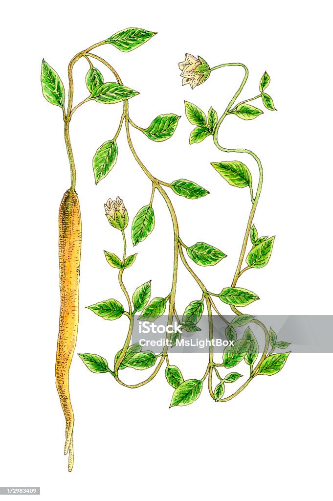 Botanico divisione. - Illustrazione stock royalty-free di Dipinto ad acquerelli