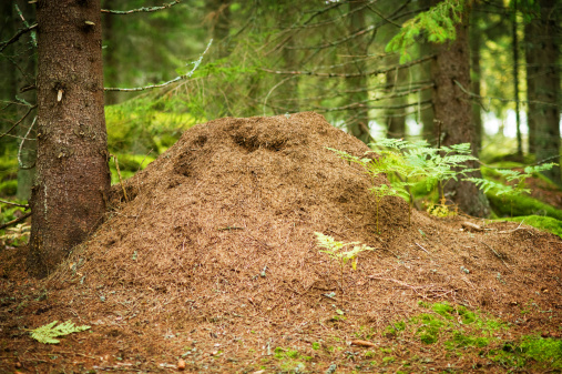 Big Anthill