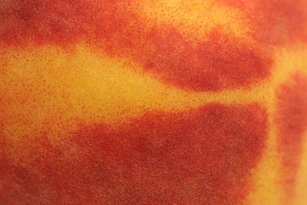 pfirsich-haut - orange frucht fotos stock-fotos und bilder