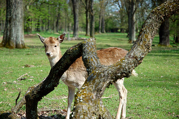 Giovane Cervo rosso occultamento - foto stock