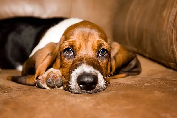 An adorable tri-color Basset Hound puppy laying on a leather sofa.