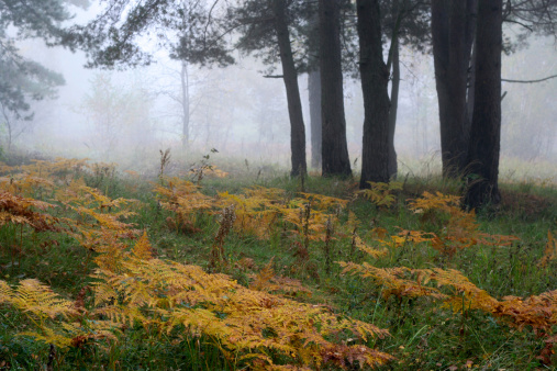 fog in autumn morning forest