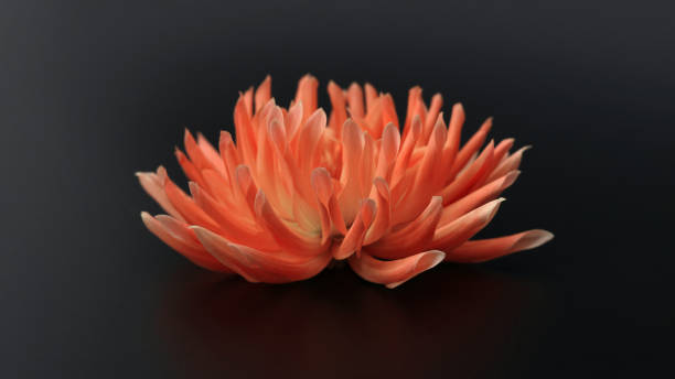 istock orange Dahlia flower head against a dark background. 1729839169