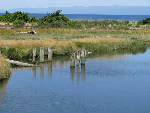 Ocean Bay Scene A close up of a portion of a bay in Washington. bioremediation stock pictures, royalty-free photos & images