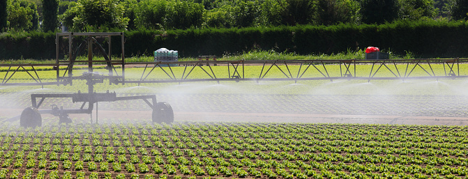 industrial agricultural sprinkle in action in summer season and fresh lettuce