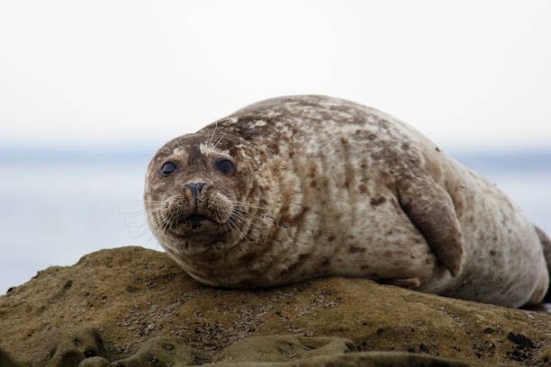 istock Harbor seal in San Diego California 172984245