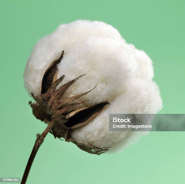 Algodão Casulo - Fotografias de stock e mais imagens de Algodão - Algodão, Fundo verde, Planta do algodão