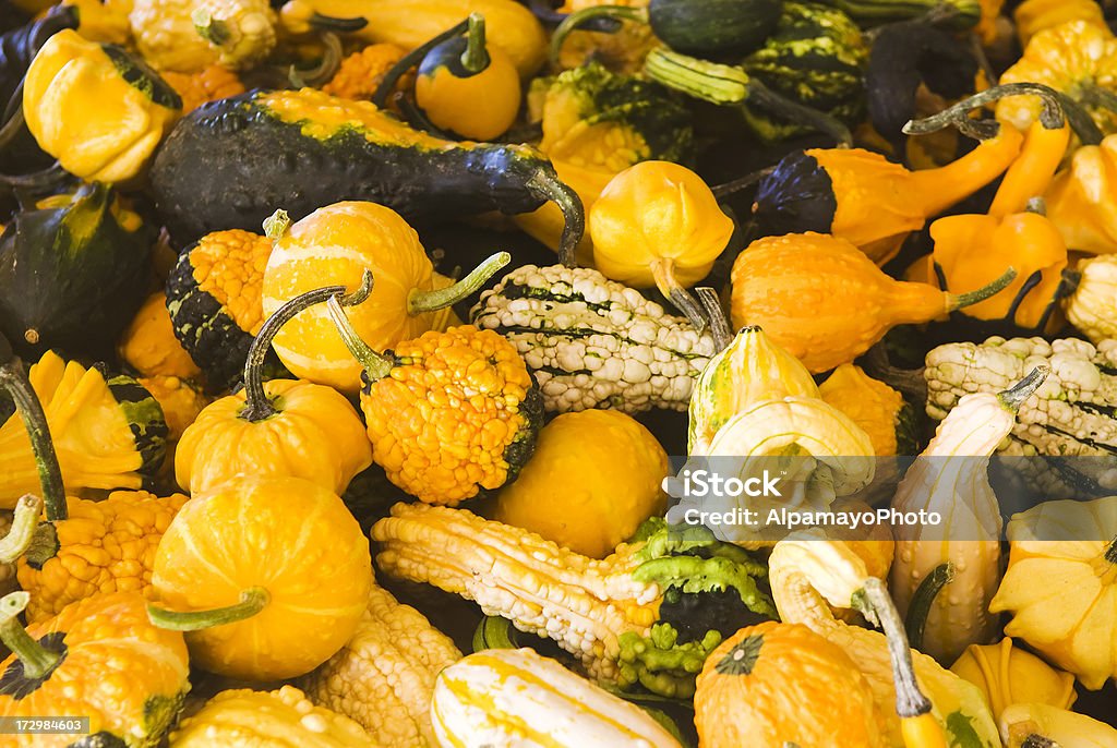 Autumn Gourds "Lagenaria siceraria - Autumn Gourds.Plant with wild shapes that will stand out in any fall decoration! This unique gourd has warts, wings, and a curved neck with colours ranging from white to yellow and green with many bicolours. Autumn wings is sure to sell very well at roadside stands. he gourds are very colorful and make a spectacular display for arts and crafts project. Excellent for painting and making crafts. A gourd is a plant of the family Cucurbitaceae. Most commonly, gourds are the product of the species Lagenaria siceraria (the calabash or African bottle gourd), native to Africa, and at a very early date spread throughout the world by human migrations. This species may be the oldest plant domesticated by humans. Gourds can be used as a number of things, including bowls or bottles. Gourds are also used as resonating chambers on certain musical instruments including the berimbau and many other stringed instruments and drums. Image is captured in 12 bit RAW and processed in Adobe RGB color space. Images related to" Abundance Stock Photo