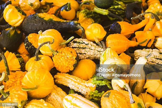 Autumn Gourds Stock Photo - Download Image Now - Abundance, Autumn, Beer Festival