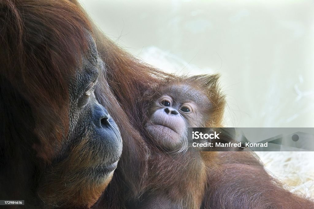 Bébé et la Mère fière Orang-outan - Photo de Orang-outan libre de droits