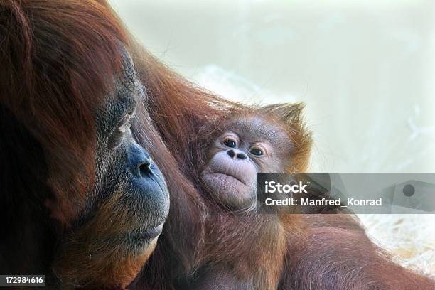 Photo libre de droit de Bébé Et La Mère Fière Orangoutan banque d'images et plus d'images libres de droit de Orang-outan - Orang-outan, Agripper, Amour