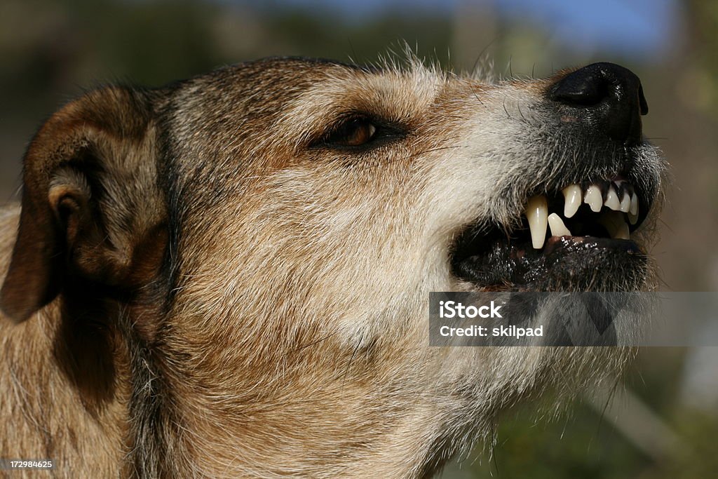 Gefährliche Hund - Lizenzfrei Hund Stock-Foto