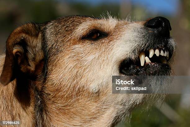 Gefährliche Hund Stockfoto und mehr Bilder von Hund - Hund, Knurren, Aggression