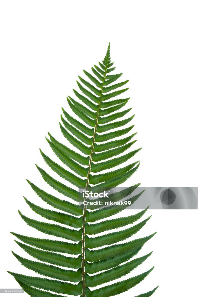 Felce isolato Fronda - Foto stock royalty-free di Nephrolepis exaltata