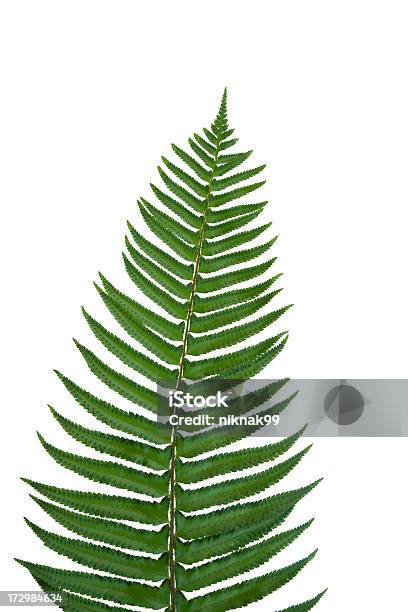 격리됨에 양치식물 양치 잎 칼고사리에 대한 스톡 사진 및 기타 이미지 - 칼고사리, 0명, 사진-이미지