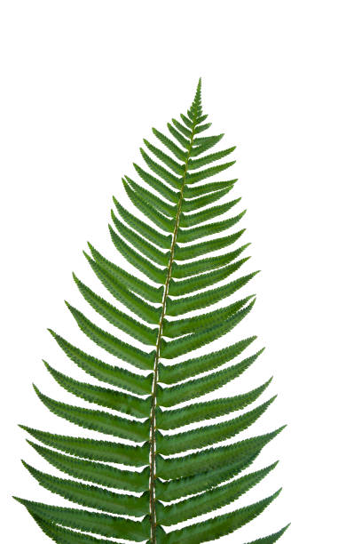 isolated fern frond isolated fern frond sword fern stock pictures, royalty-free photos & images